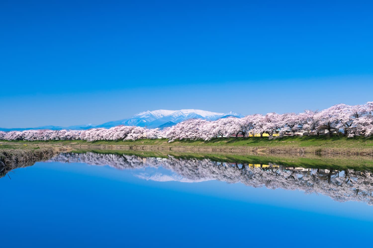 Shiroishigawa Hitome Senbonzakura