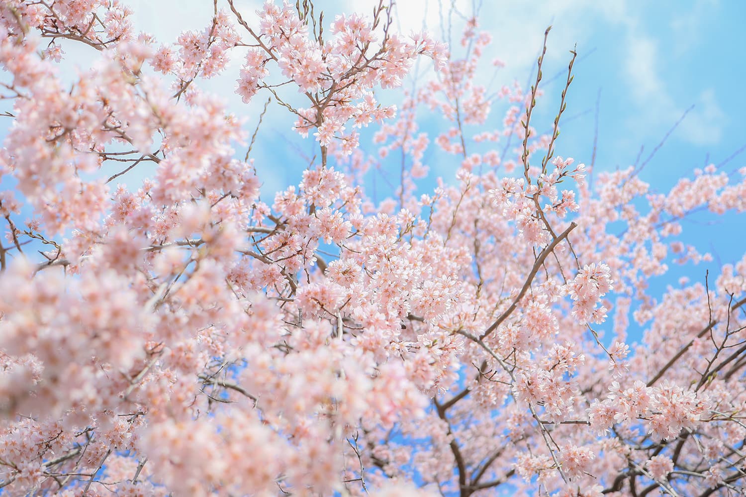 Tsutsujigaoka Park Cherry Blossoms