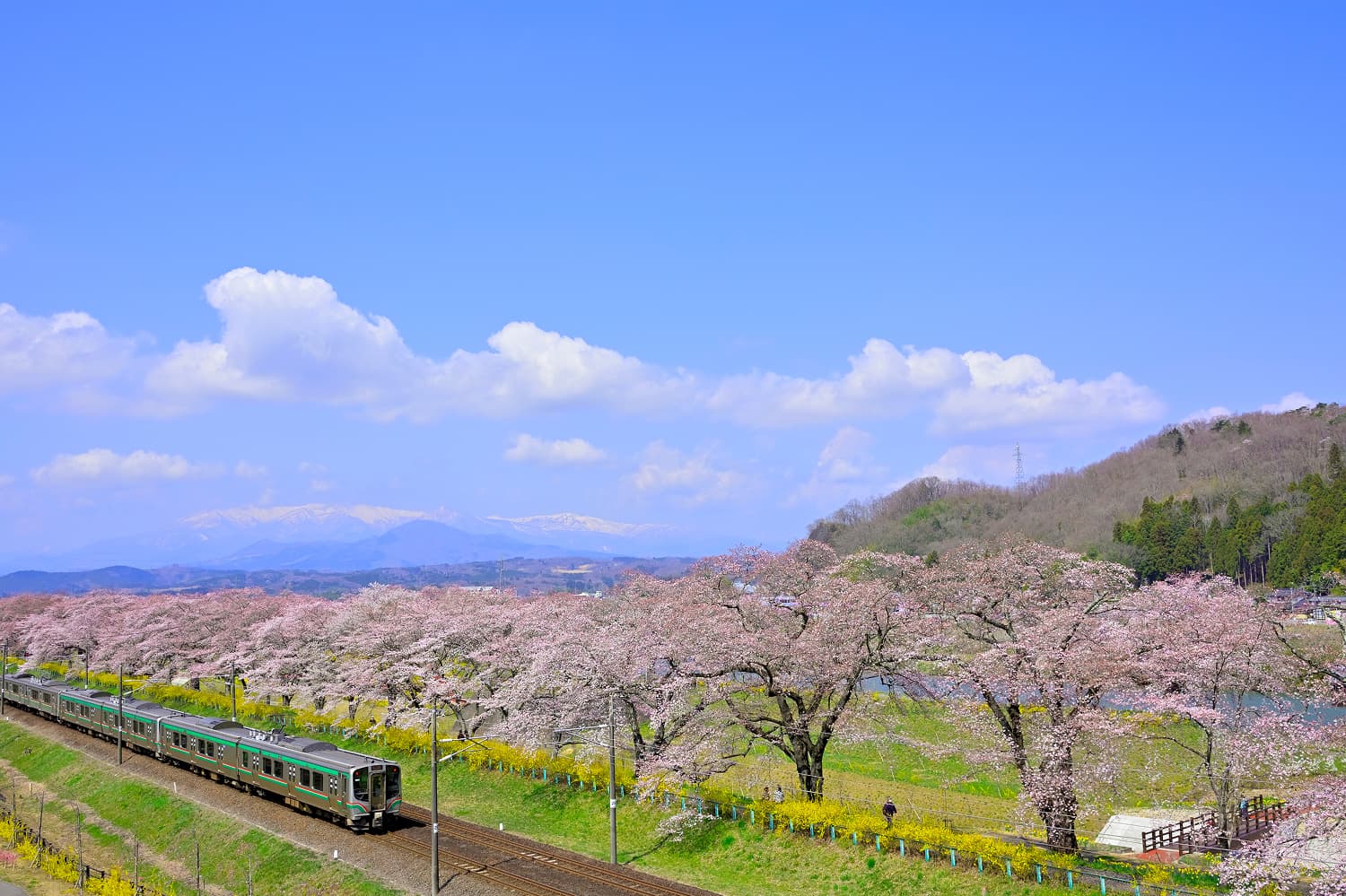 Funaoka Castle Ruins Cherry Blossoms