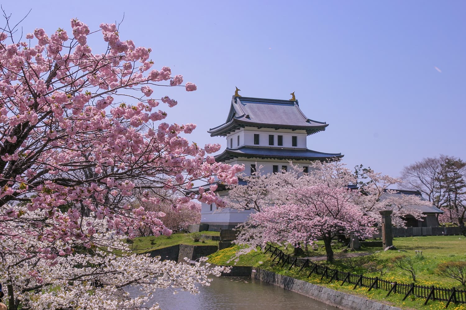 Matsumae Park Cherry Blossoms