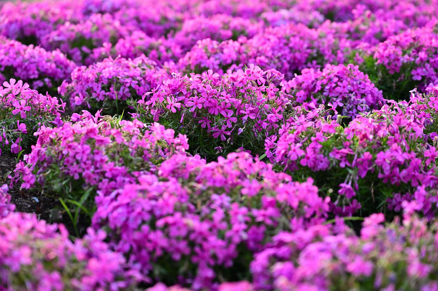 Moss Phlox Waterfall (Higashimokoto)