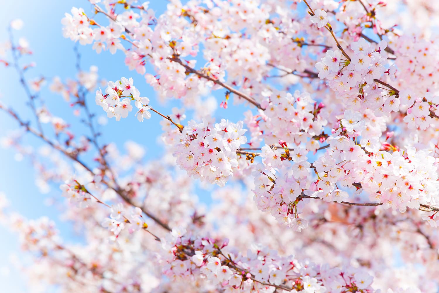 Sakura Castle Park Cherry Blossoms