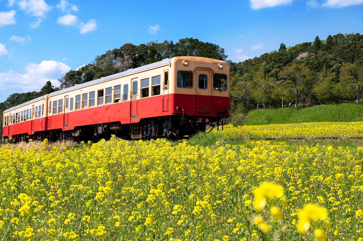 Kominato Railway Rapeseed Blossoms
