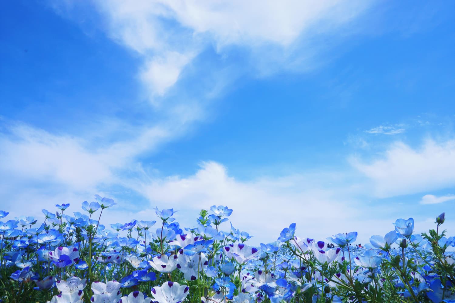 Nemophila at Tokyo German Village