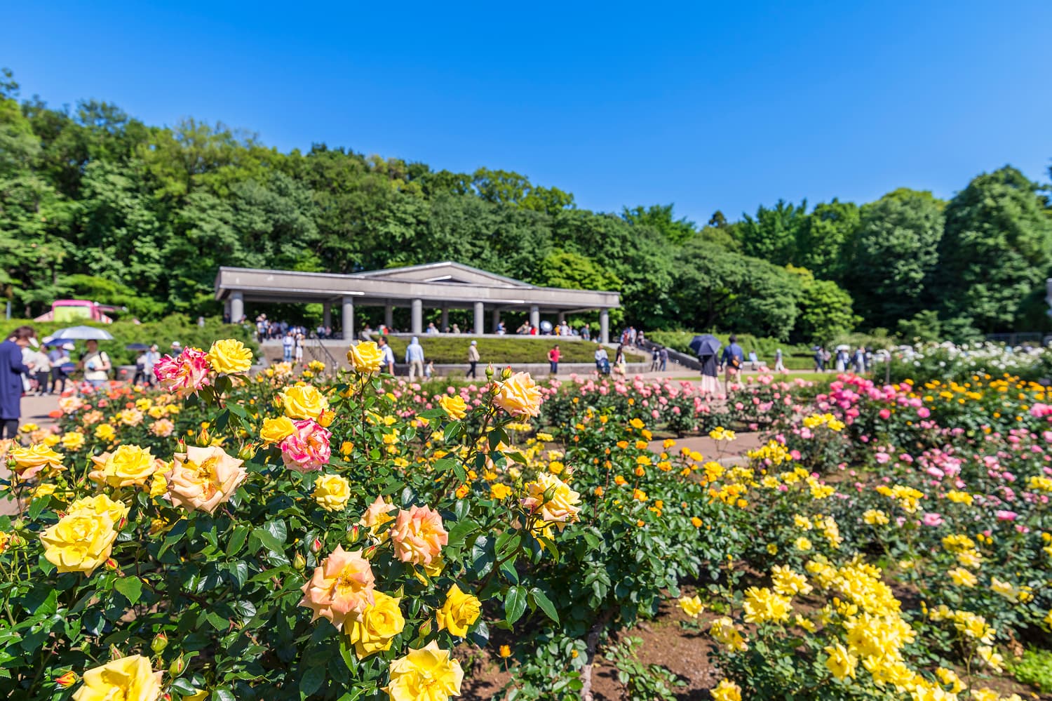 Jindai Botanical Garden Roses & Cherry Blossoms