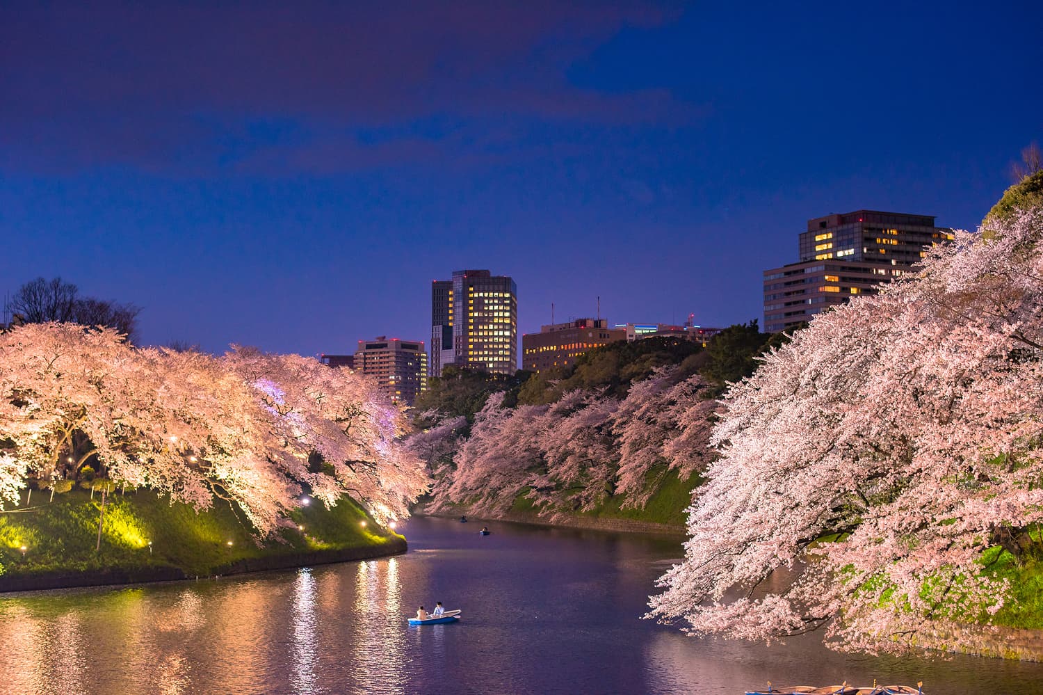 Chidorigafuchi Cherry Blossoms