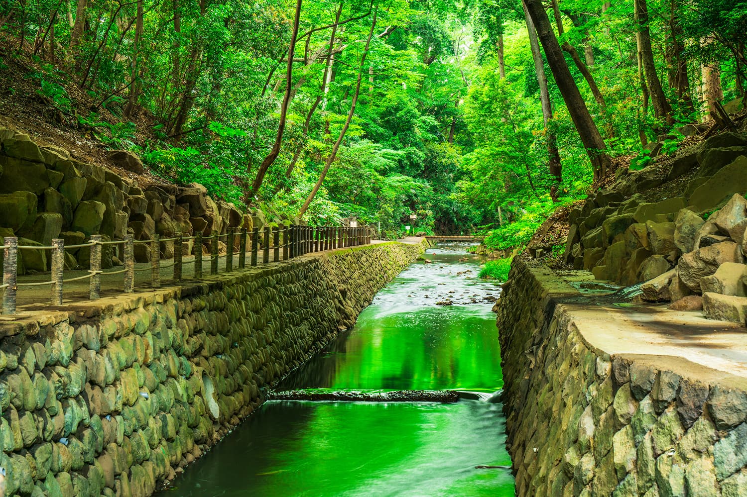 Todoroki Ravine Fresh Greenery