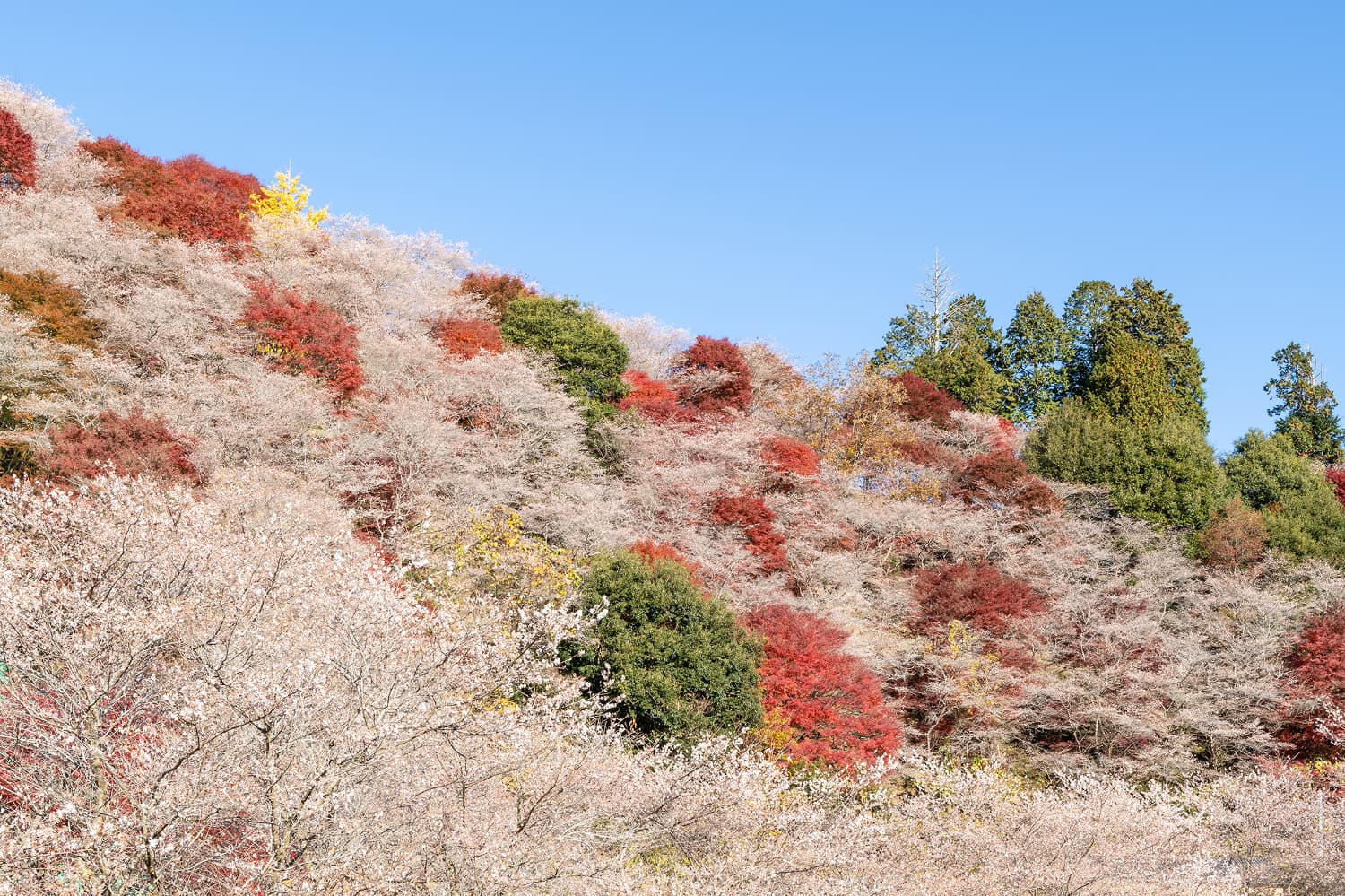 Obara Four-Season Cherry Blossoms