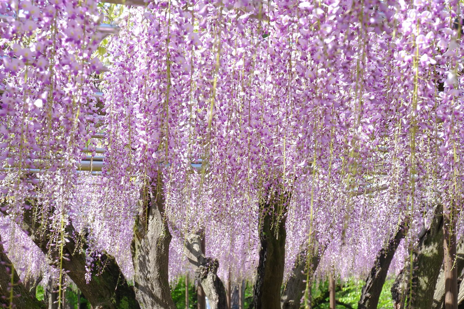Okazaki Park Gomanishi Wisteria