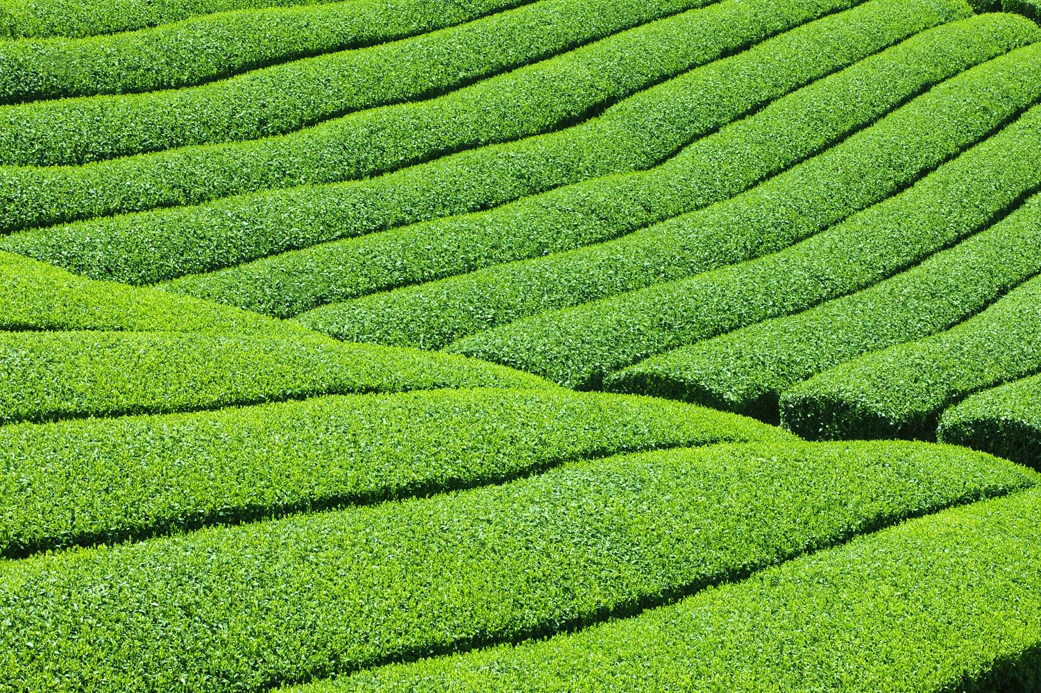 Nishio Matcha Tea Fields