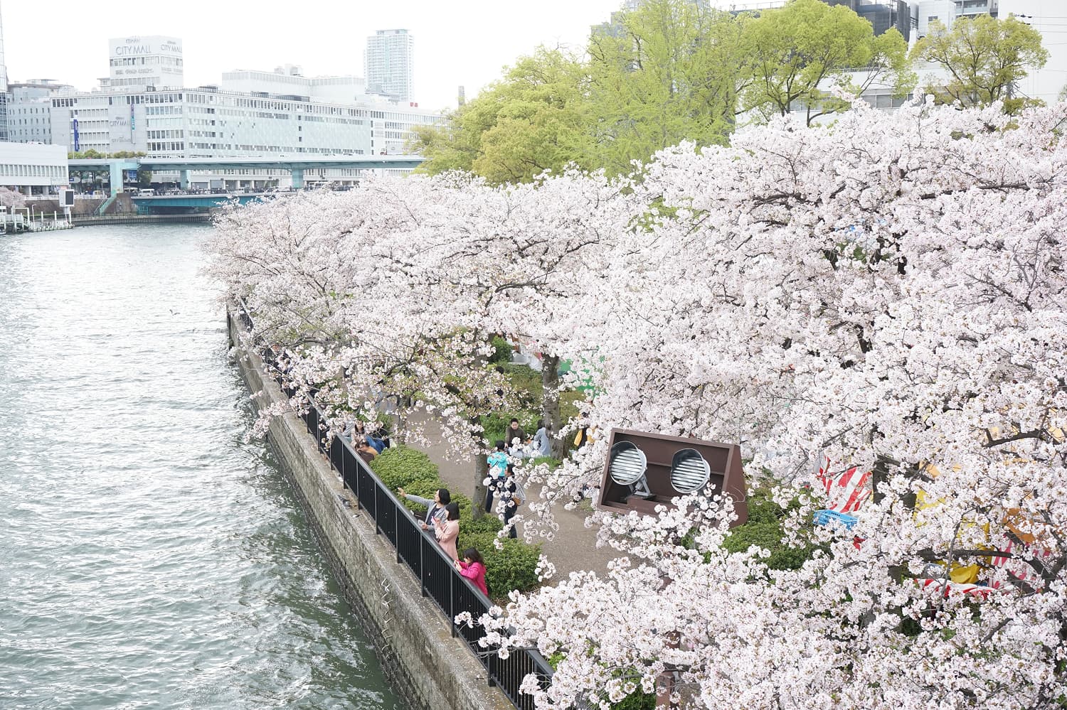Mint Bureau Cherry Blossom Corridor