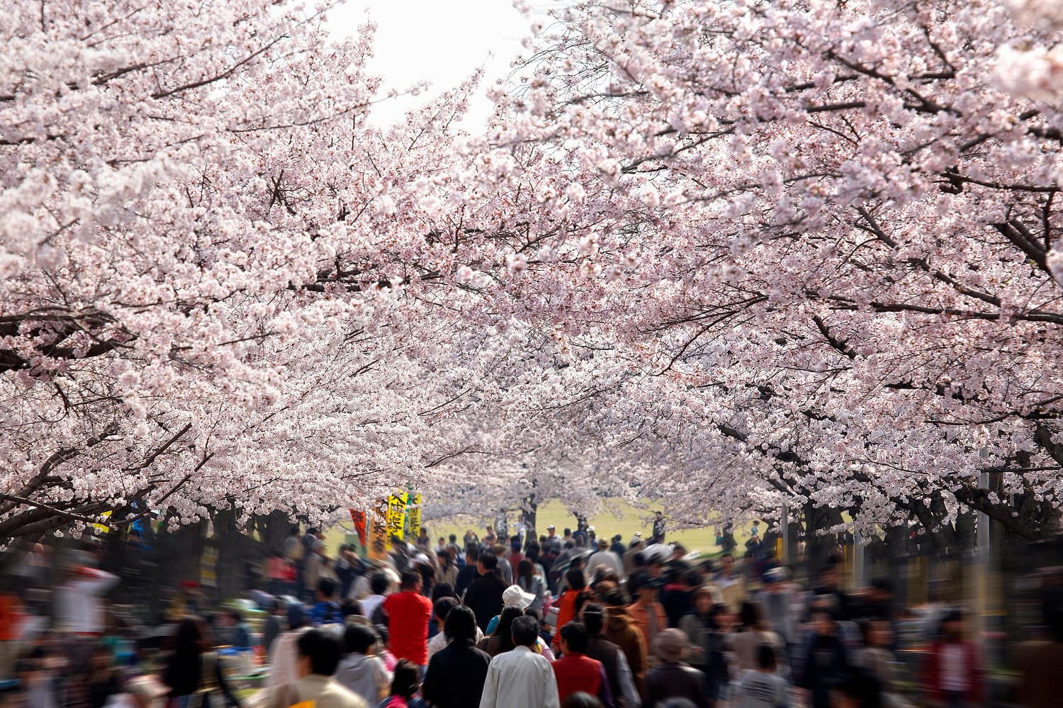 Expo Commemorative Park Cherry Blossoms