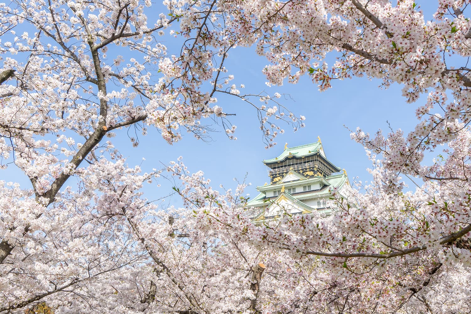 Osaka Castle Park Cherry Blossoms