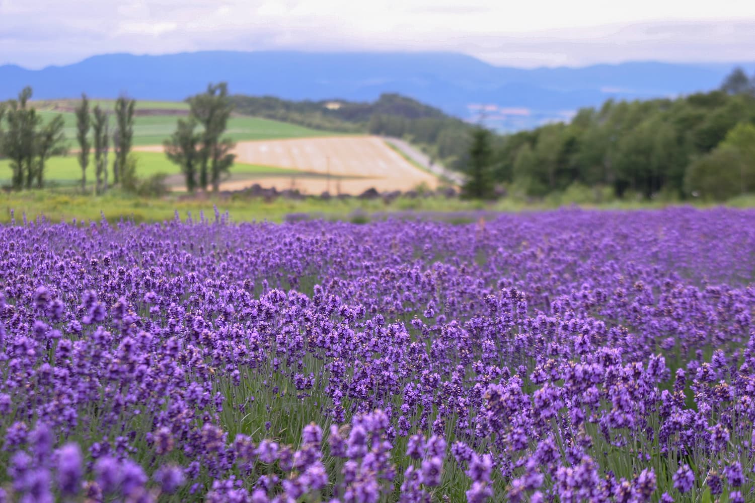 富良野・美瑛薰衣草田