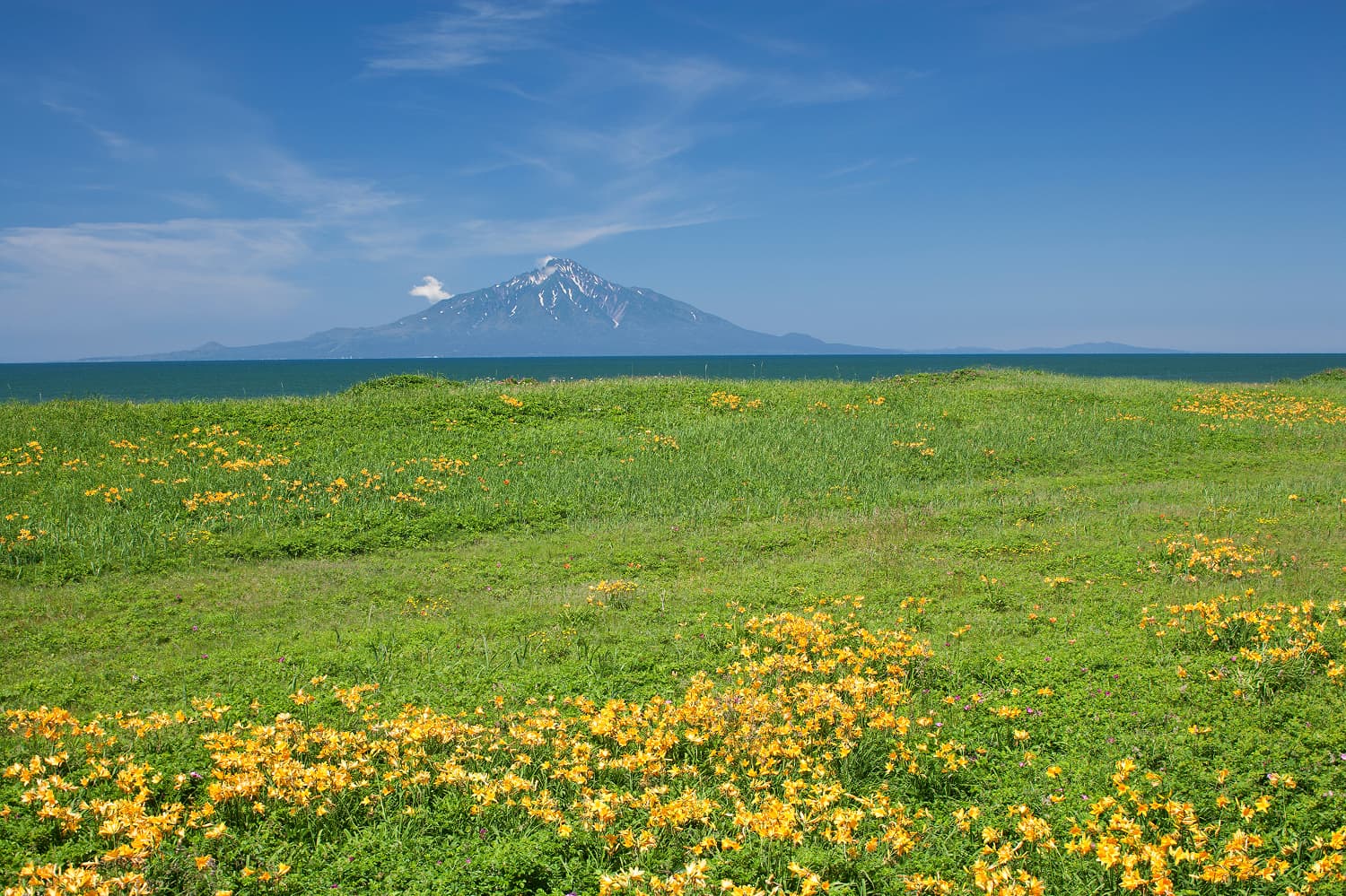 薩羅別原野的蝦夷萱草
