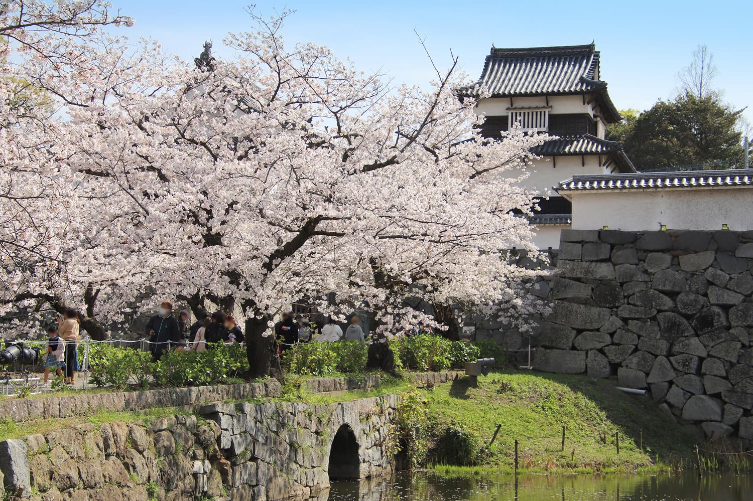 Maizuru Park Cherry Blossoms