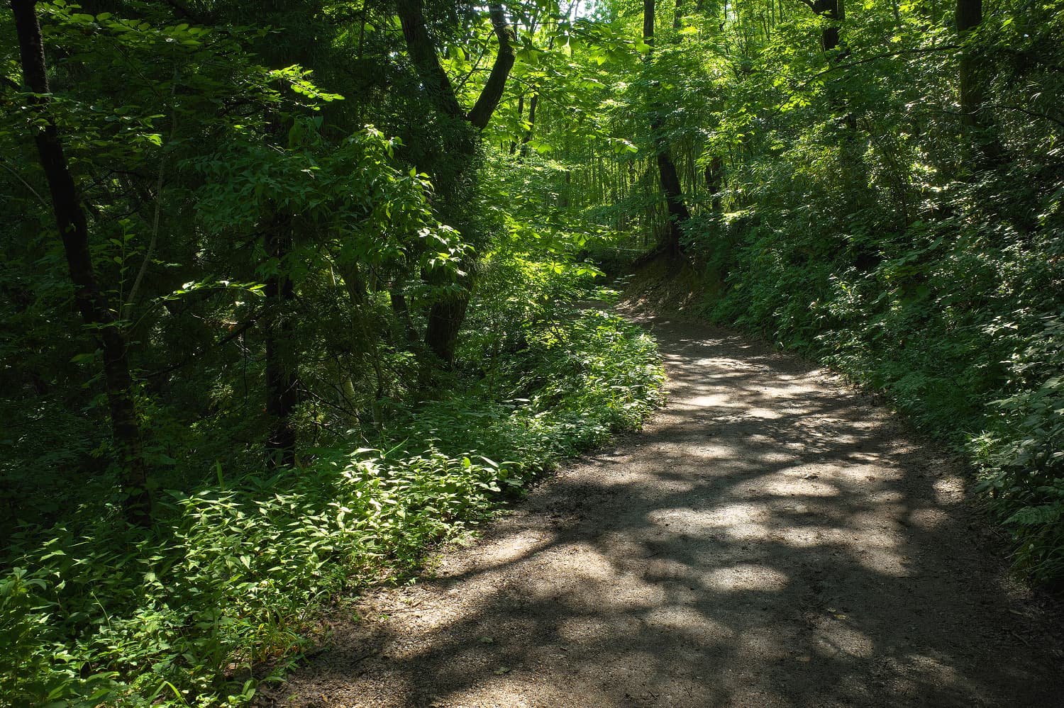 Aburayama Municipal Forest Fresh Greenery