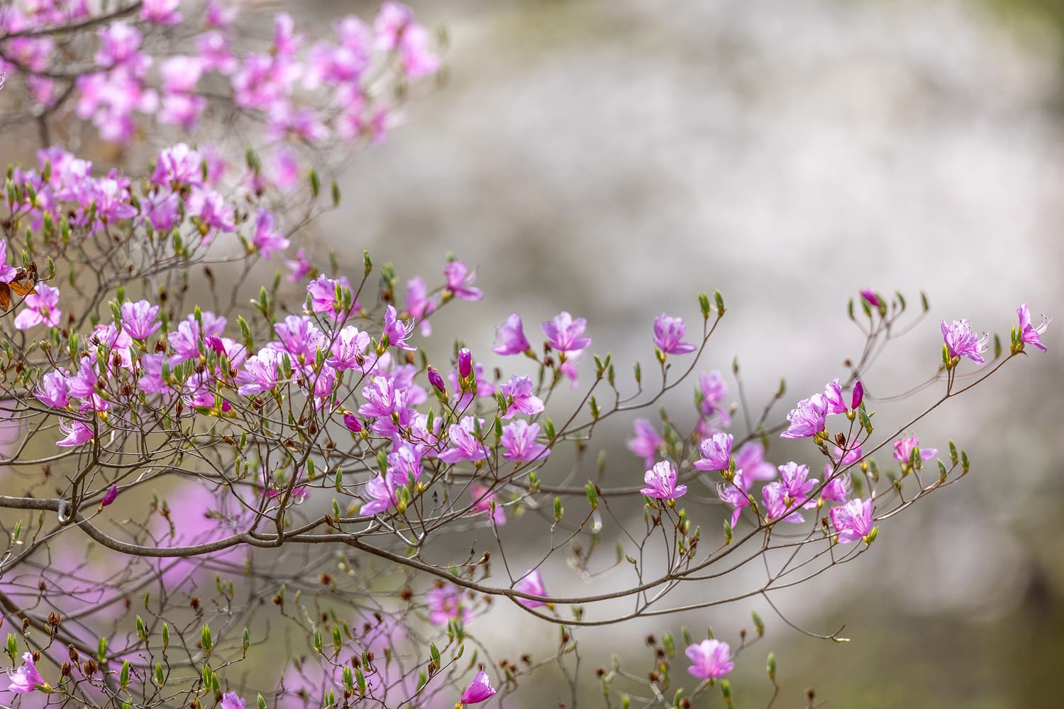 Seburi Mountain Mitsubatsuji Azaleas
