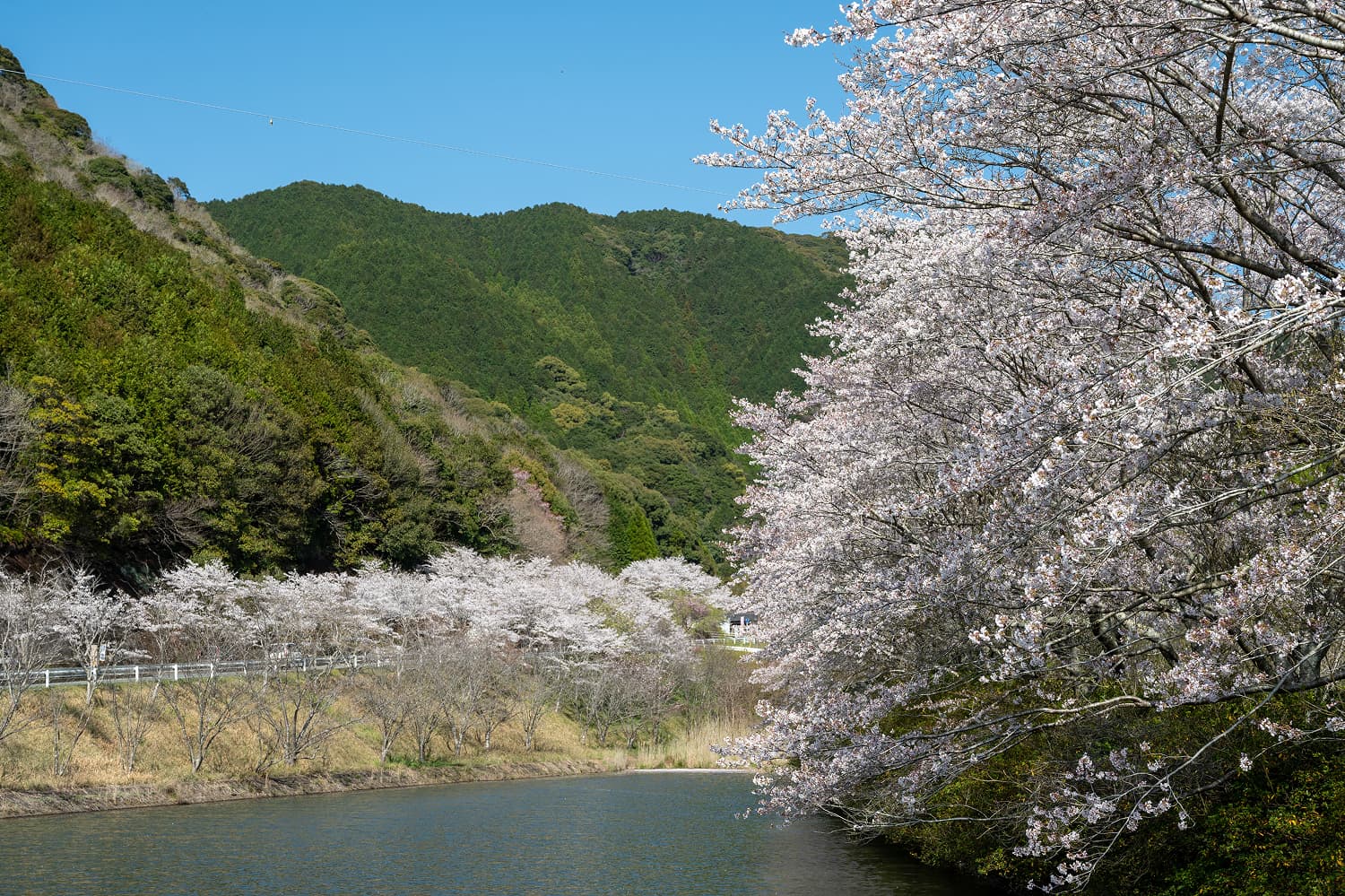 Mifuneyama Rakuen Cherry Blossoms & Azaleas
