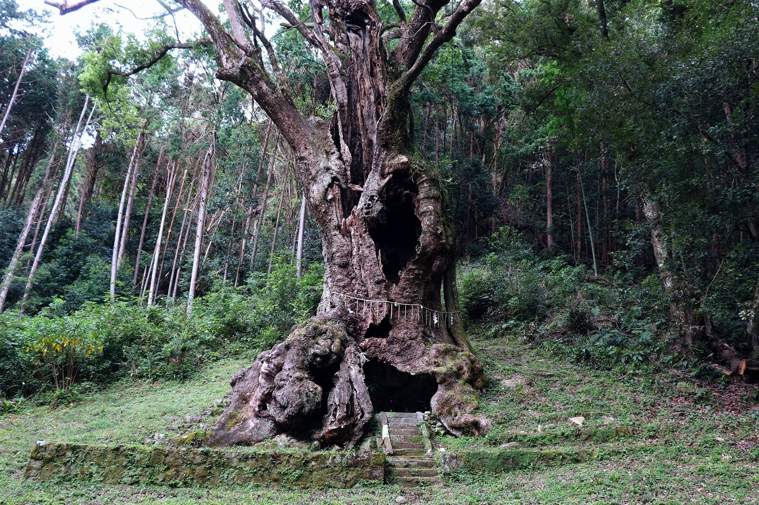 Takeo Shrine Giant Camphor Tree