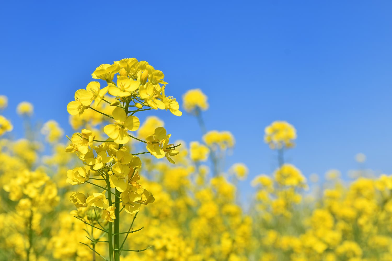 Ukisaka Rapeseed Fields