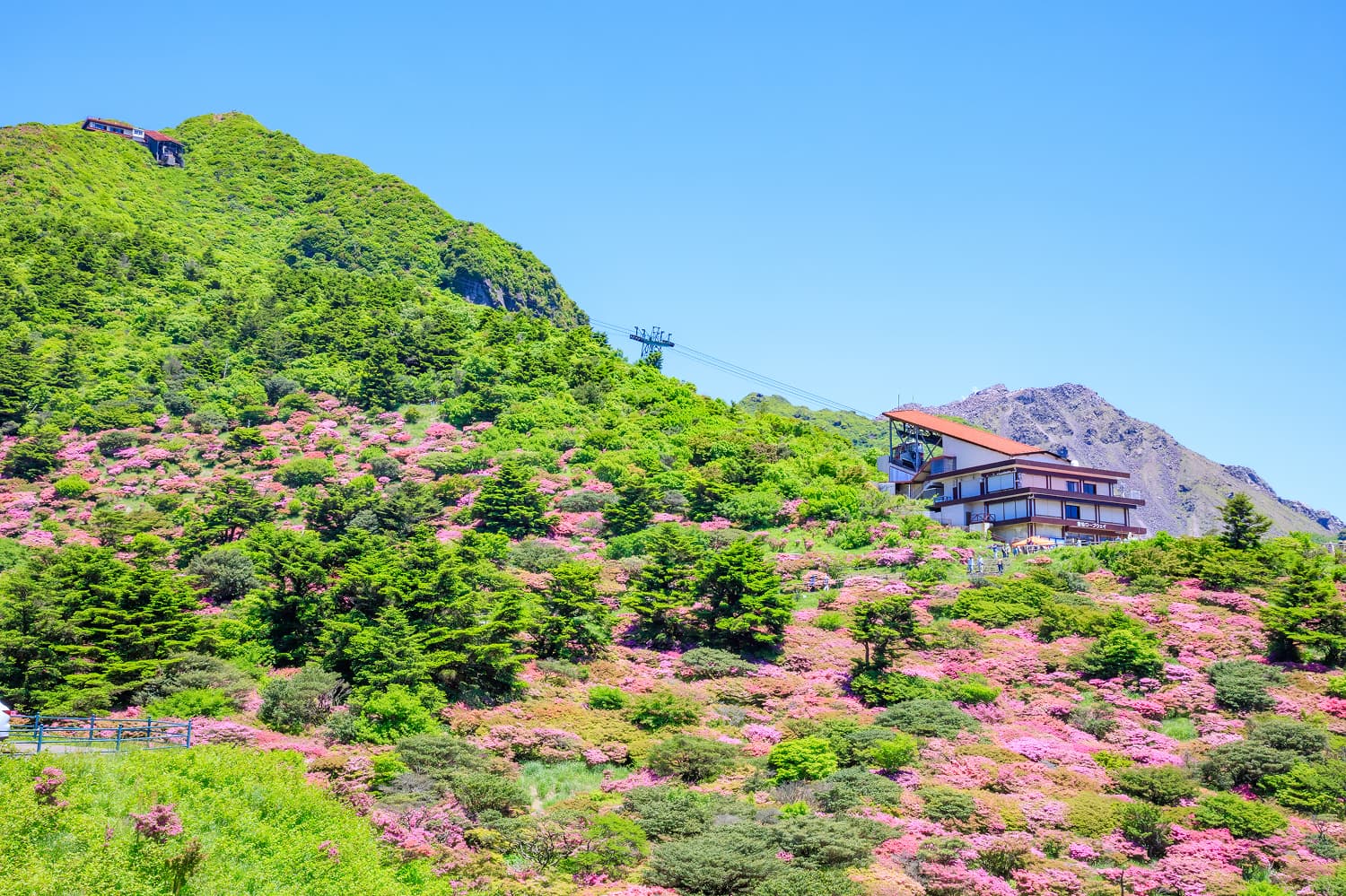 Unzen Miyama Kirishima Azaleas