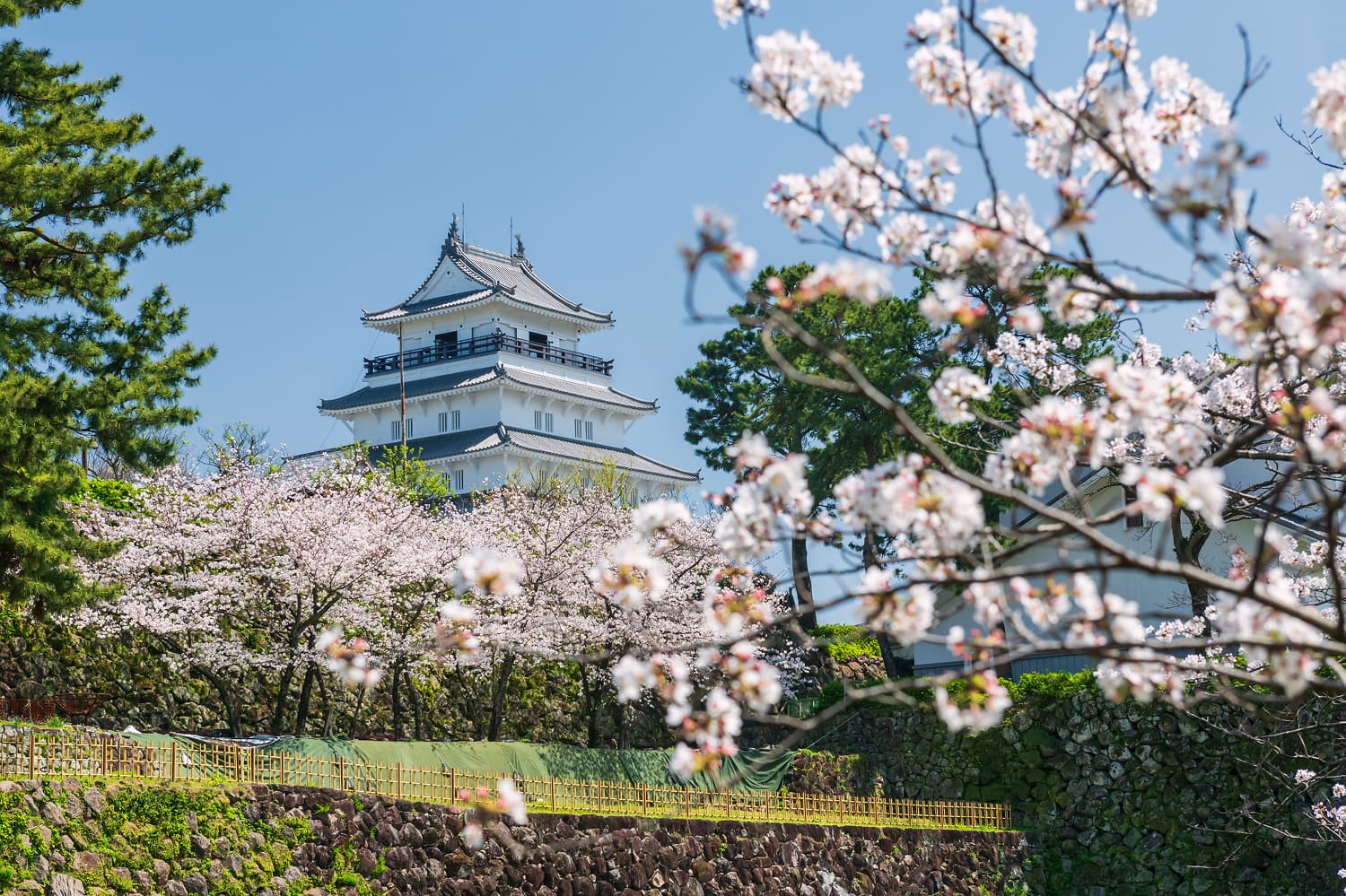 Shimabara Castle Cherry Blossoms