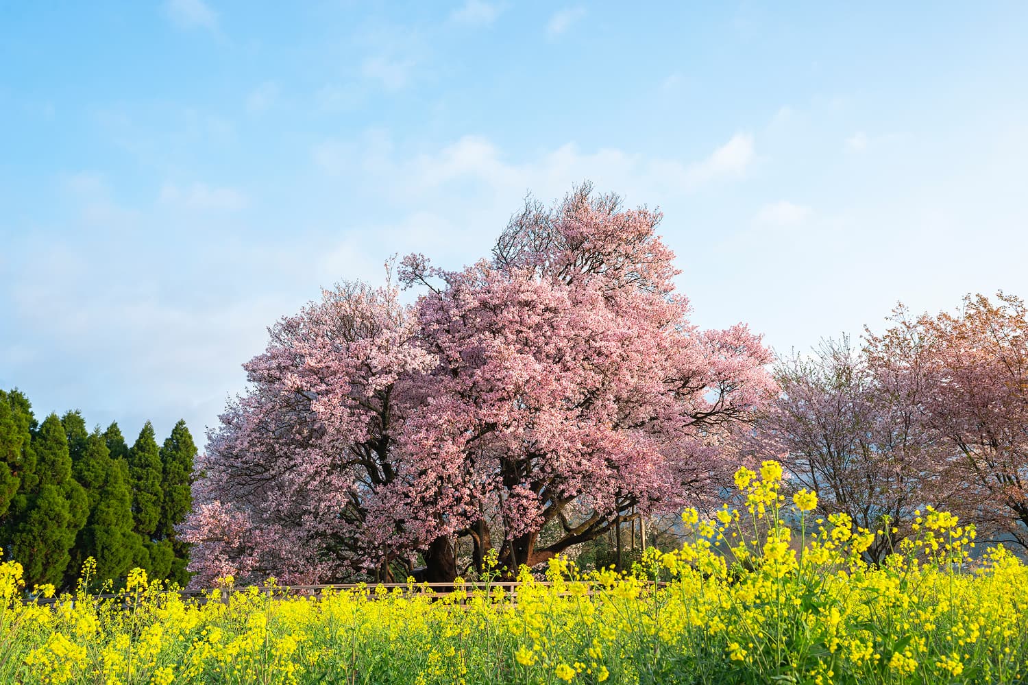 Isshingyo Grand Cherry Tree