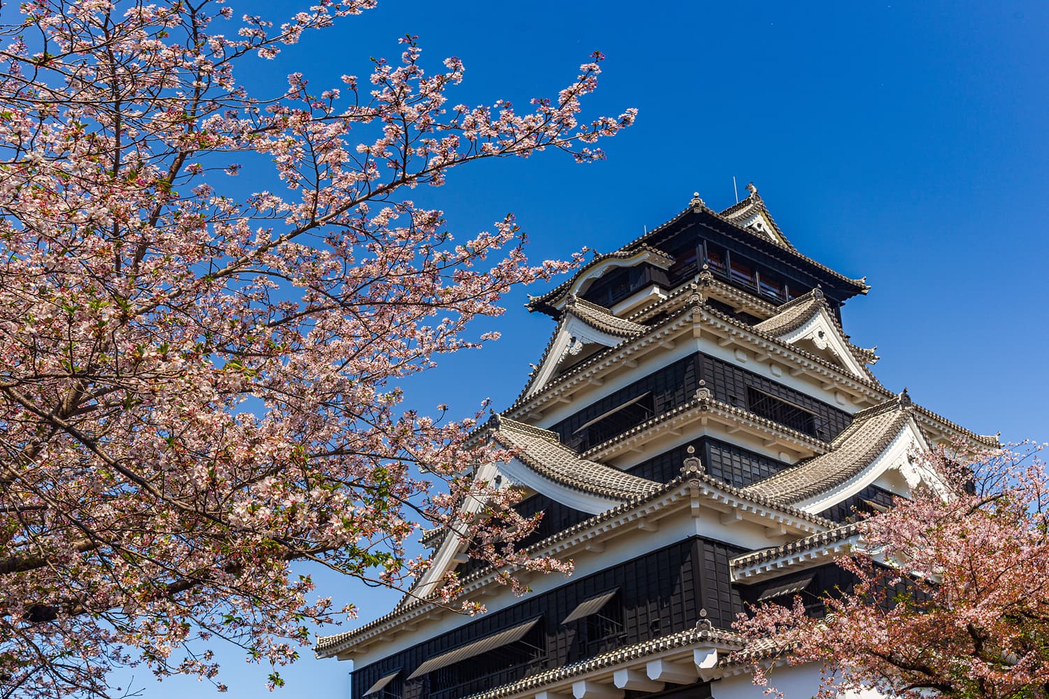 Kumamoto Castle Cherry Blossoms