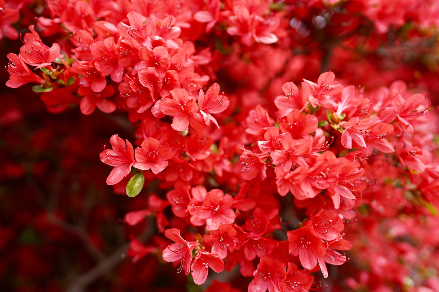 Jojima Plateau Kirishima Azaleas