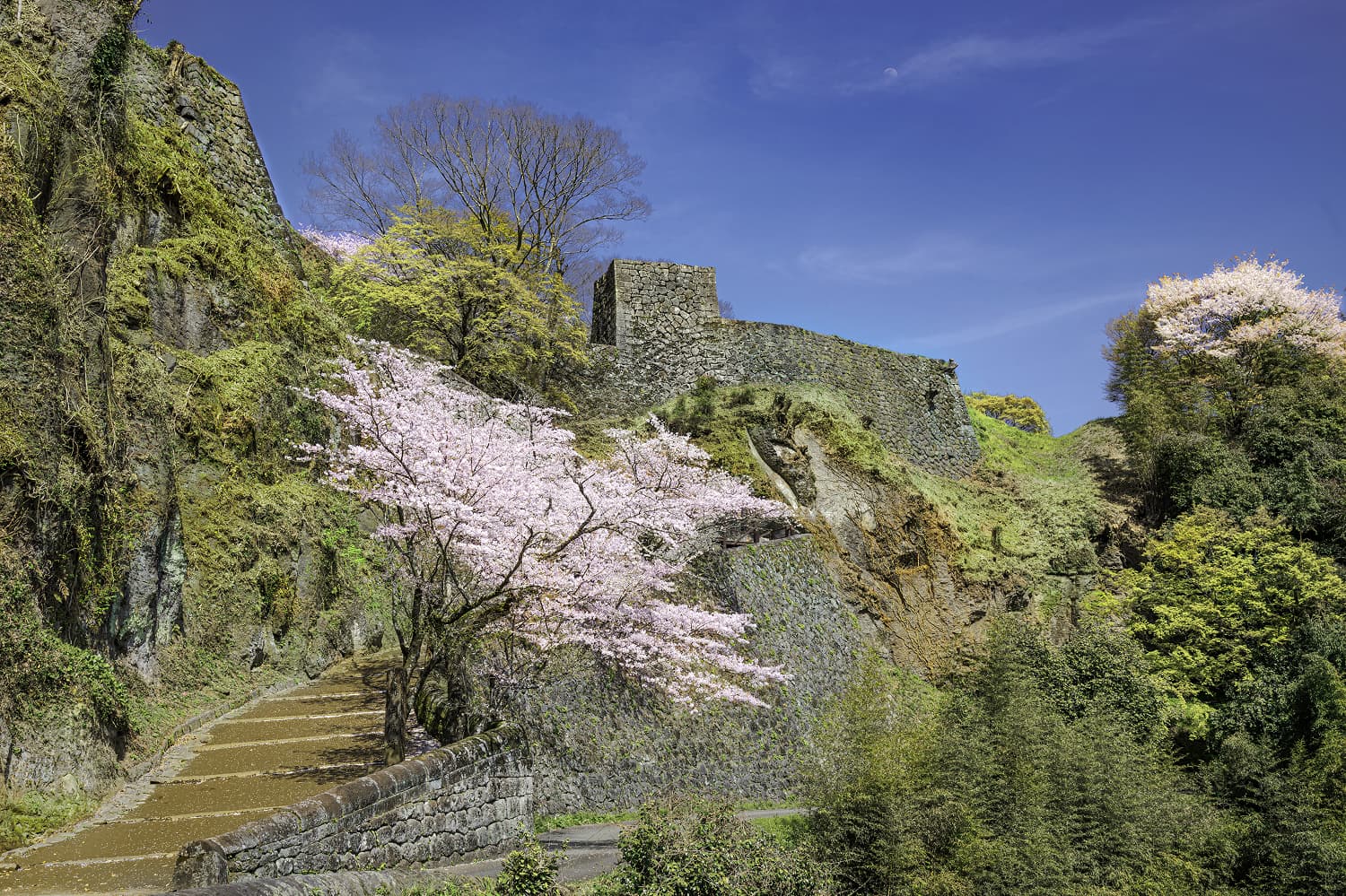 Oka Castle Ruins Cherry Blossoms