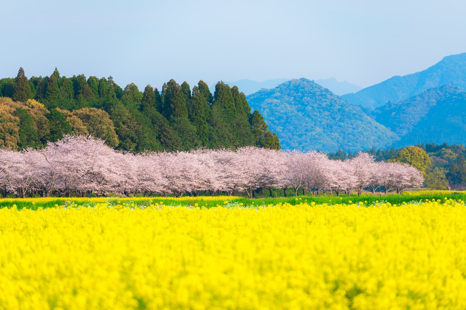 Saito Burial Mounds Cherry Blossoms & Rapeseed