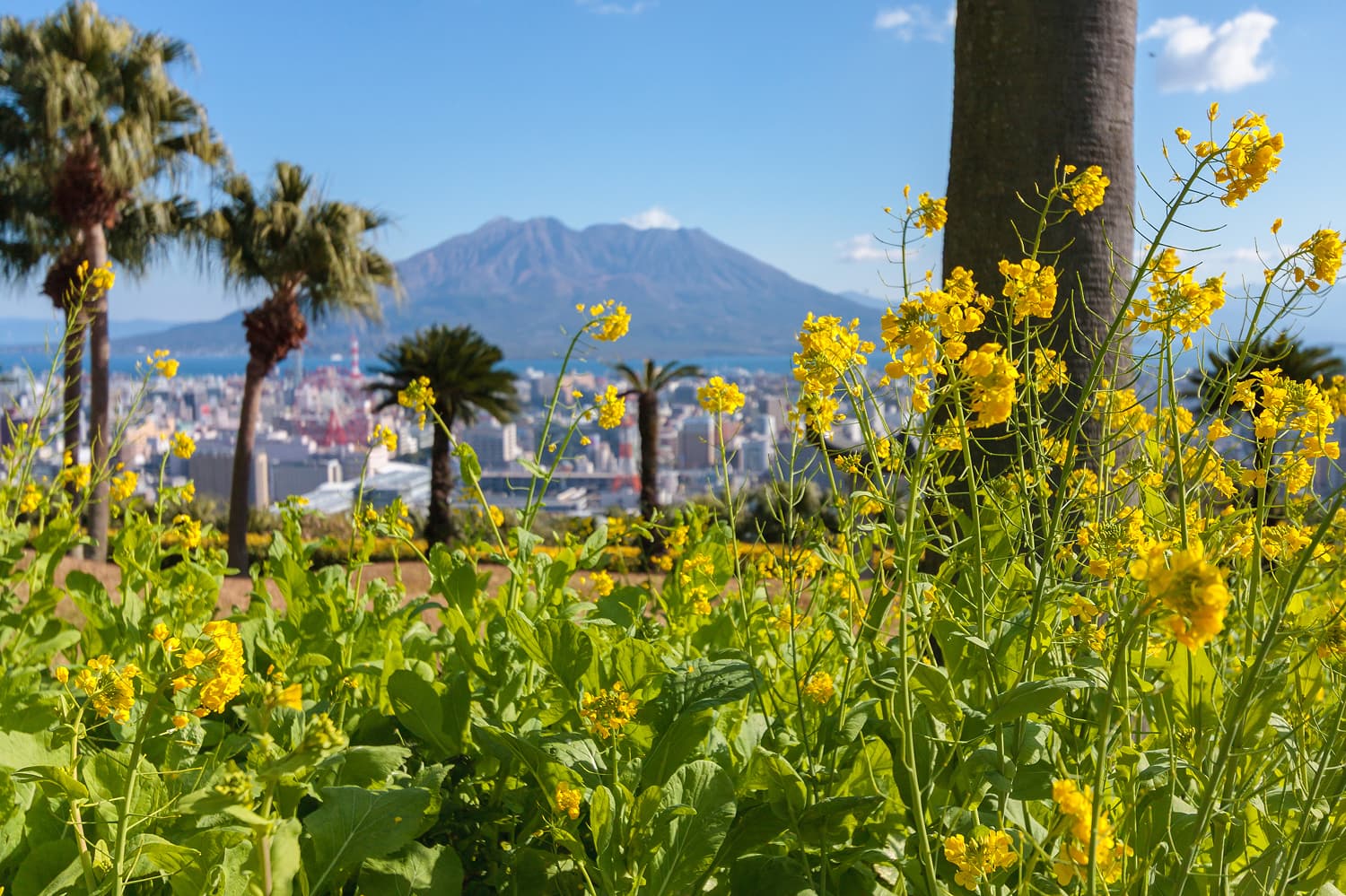 Fukiage Beach Rapeseed & Sakurajima
