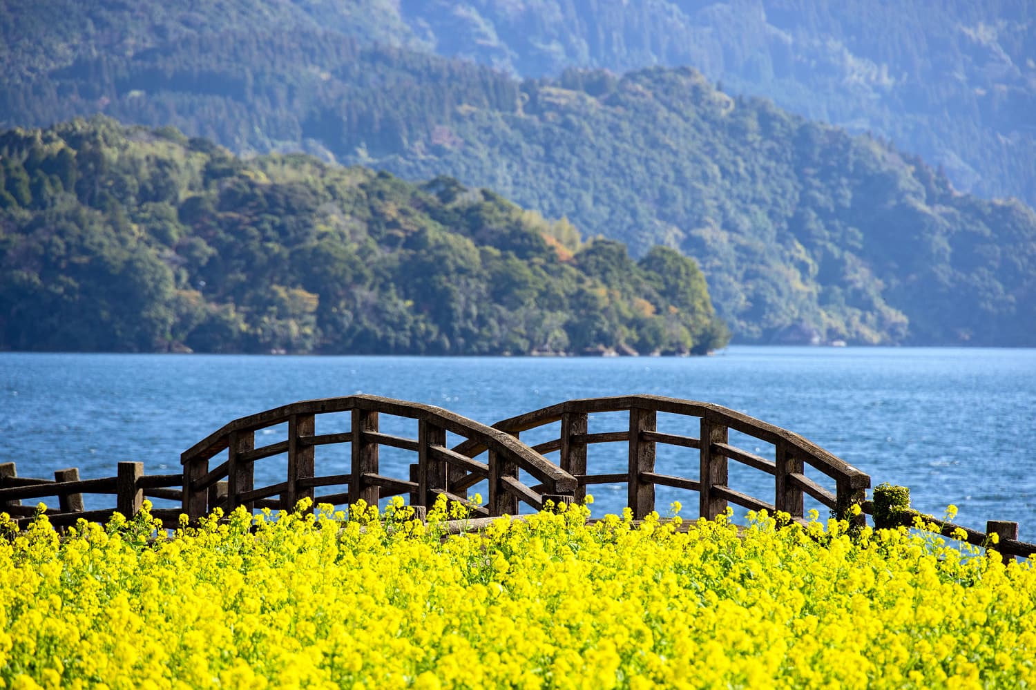 Ibusuki Rapeseed & Kinkowan Bay