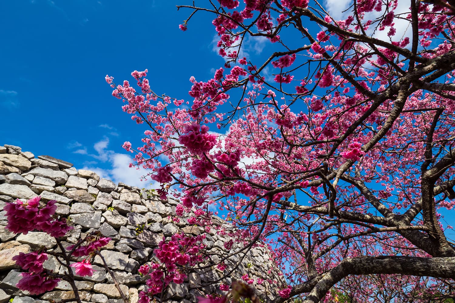 Nakijin Castle Ruins Higansakura