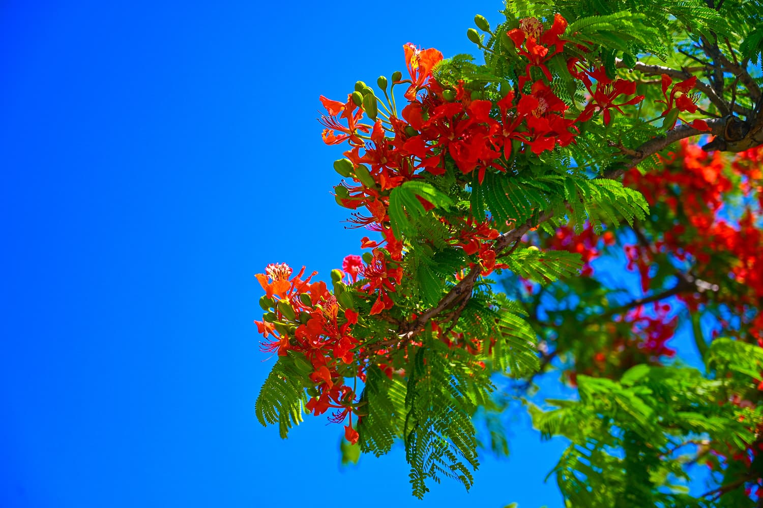 Nago City Area Deigo Blossoms