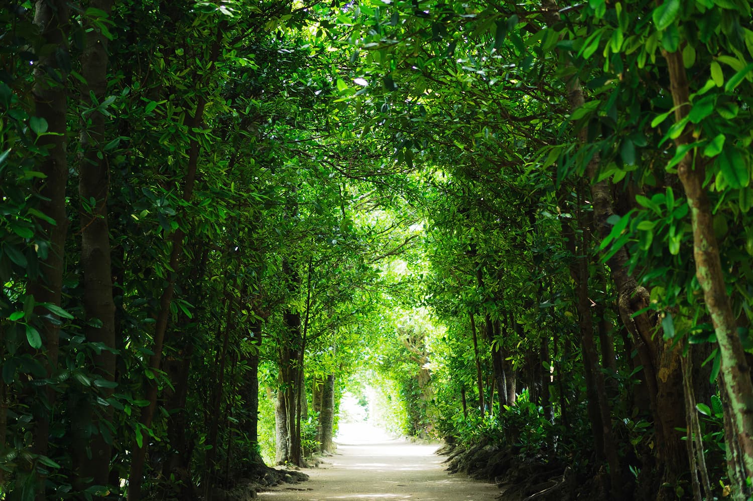 Bise Fukugi Tree-lined Path in Spring