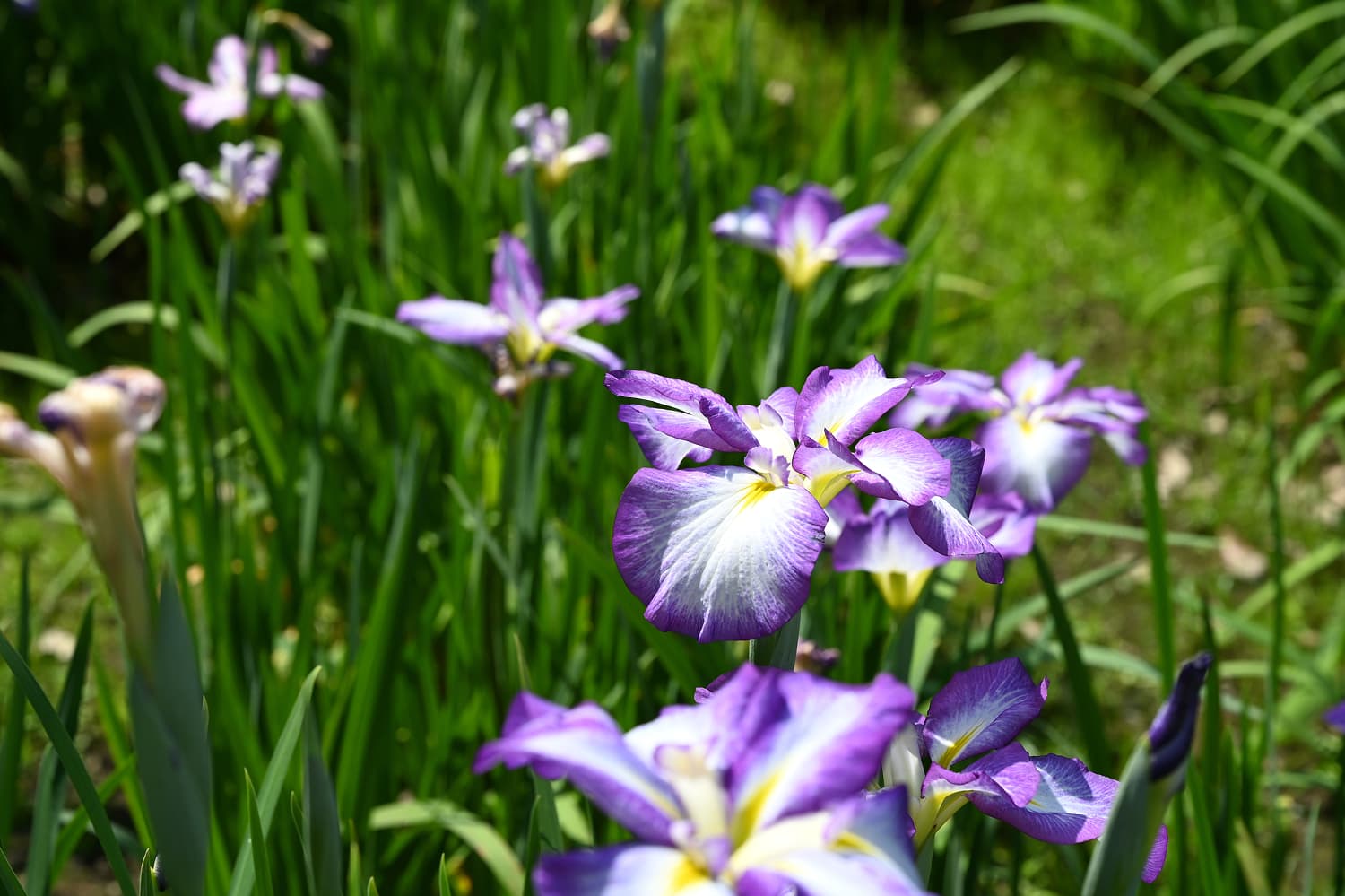 濱離宮的花菖蒲