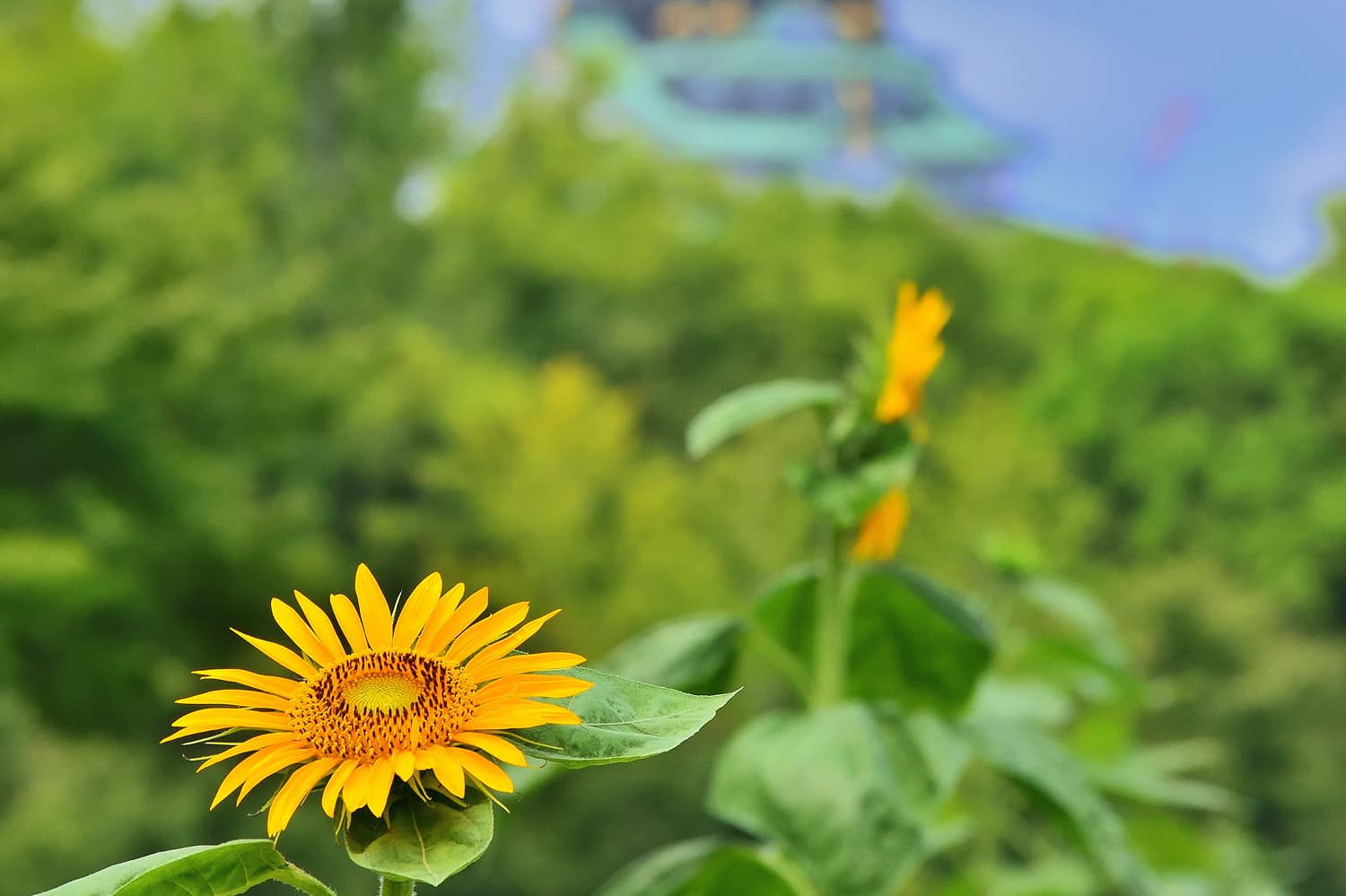 大阪城公園的向日葵