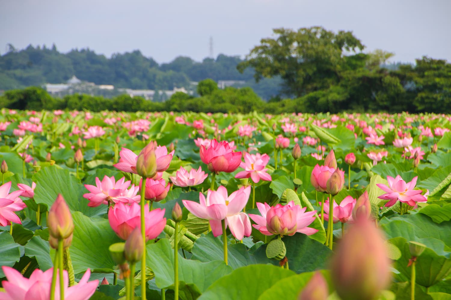 伊豆沼的蓮花